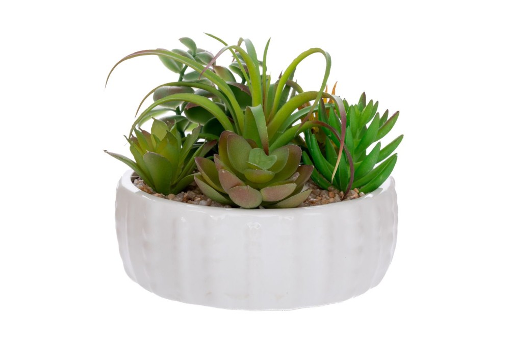 ΠΑΧΥΦΥΤΟ ΣΕ ΑΣΠΡΟ ΣΤΡΟΓΓΥΛΟ ΚΕΡΑΜΙΚΟ ΓΛΑΣΤΡΑΚΙ  17ΕΚ