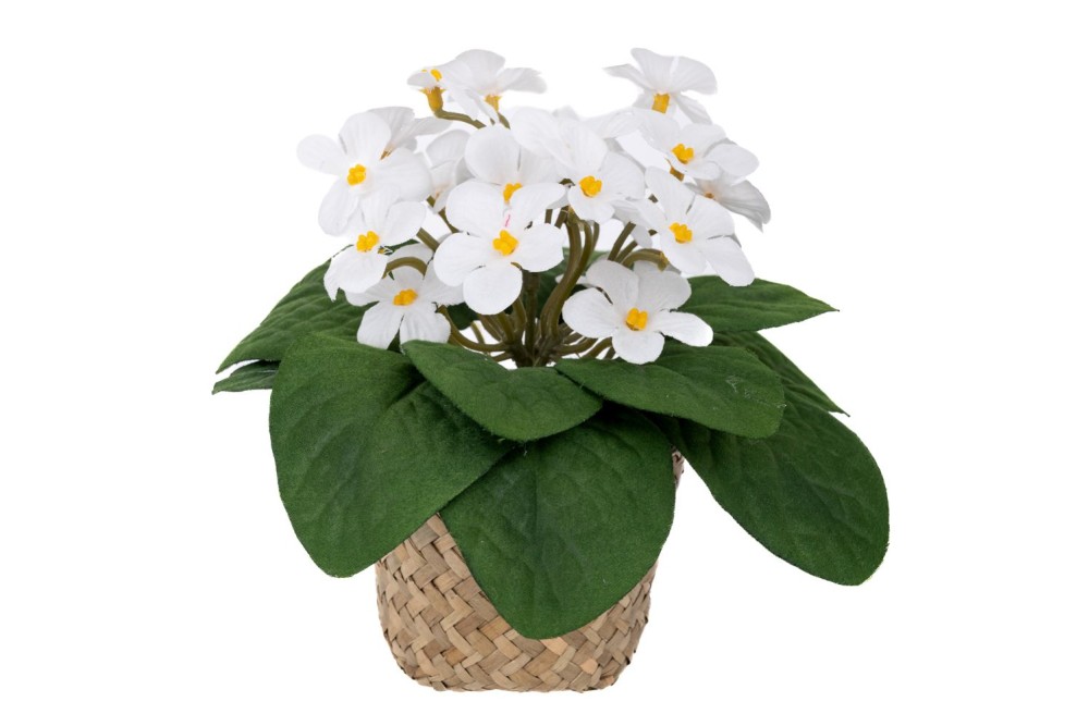 ΜΑΡΓΑΡΙΤΕΣ ΛΕΥΚΕΣ 17ΕΚ ΣΕ SEAGRASS ΚΑΣΠΩ Φ9Χ7ΕΚ