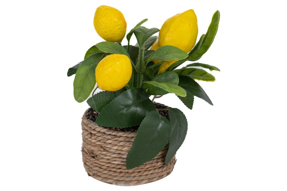 ΓΛΑΣΤΡΑΚΙ ΜΕ  ΛΕΜΟΝΙΑ 16ΕΚ