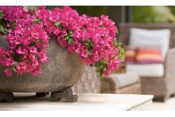 Λουλούδια - Φυτά - Κασπώ