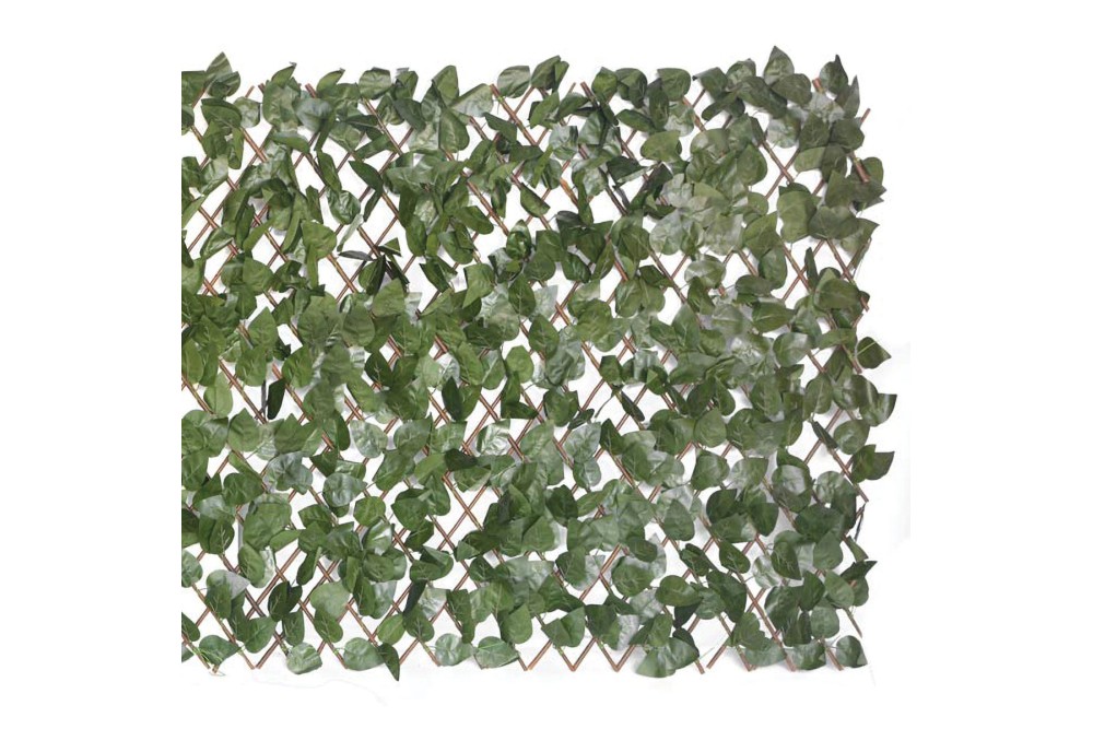 Αναρριχώμενος κισσός με πέργκολα 1x2m.